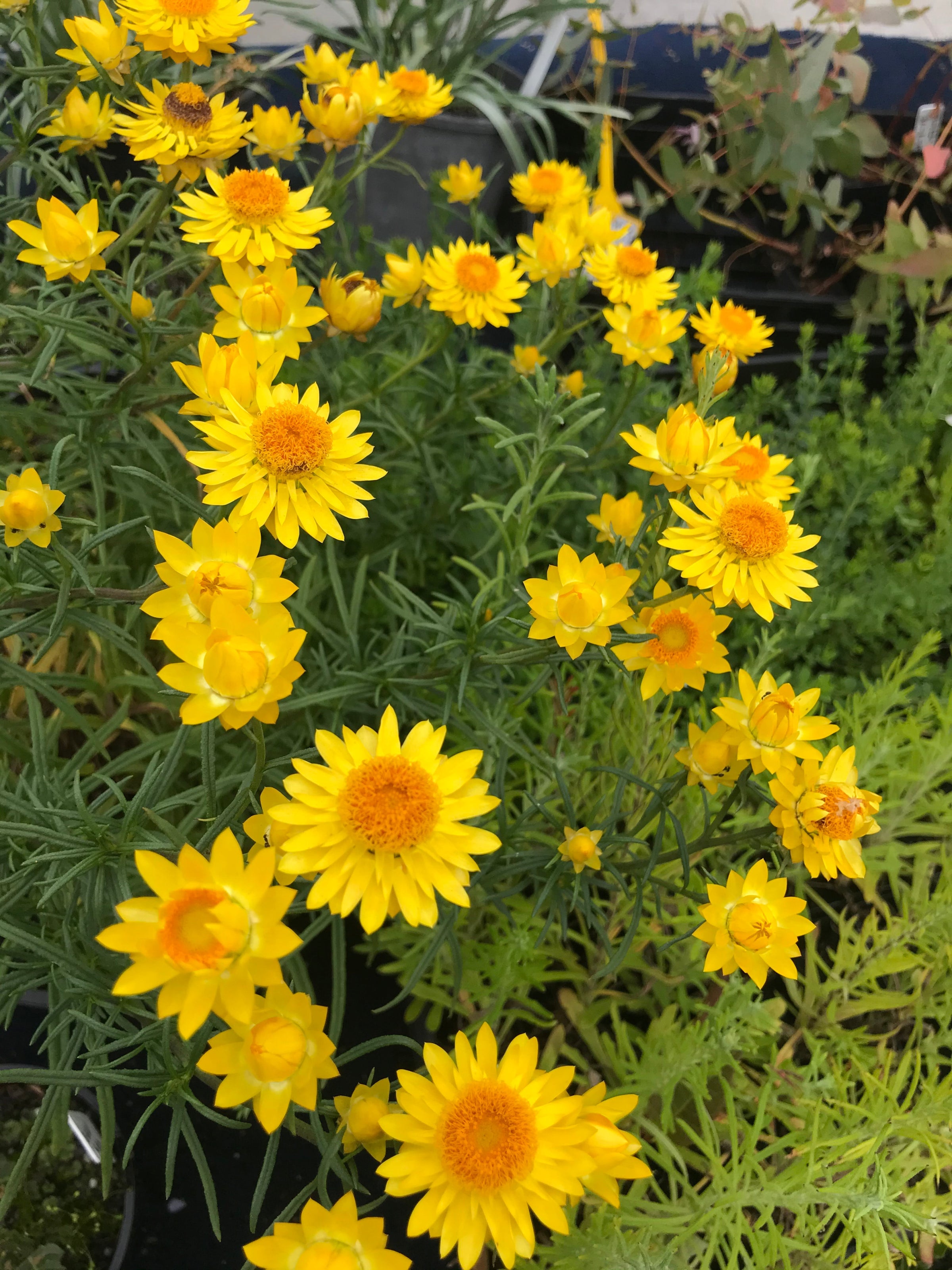 『Everlasting 』 #everlasting Wylie Signature Sets - Everlasting Candle Co.®