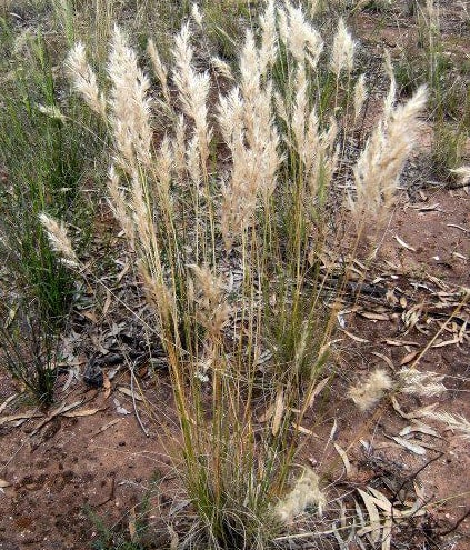 Rytidosperma setaceum Bristly WallabyGrass Conservation Collective