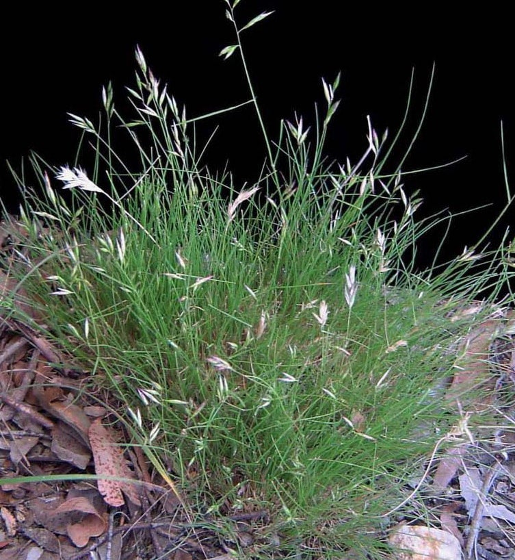 Rytidosperma geniculatum Kneed Wallabygrass Conservation Collective
