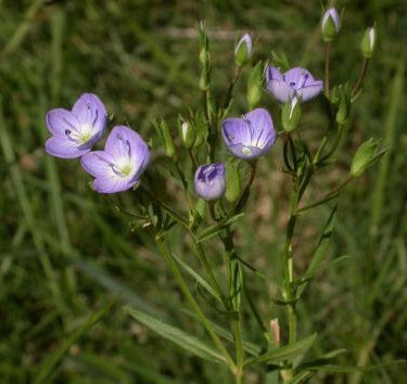 Conservation Collective Native Plant Nursery