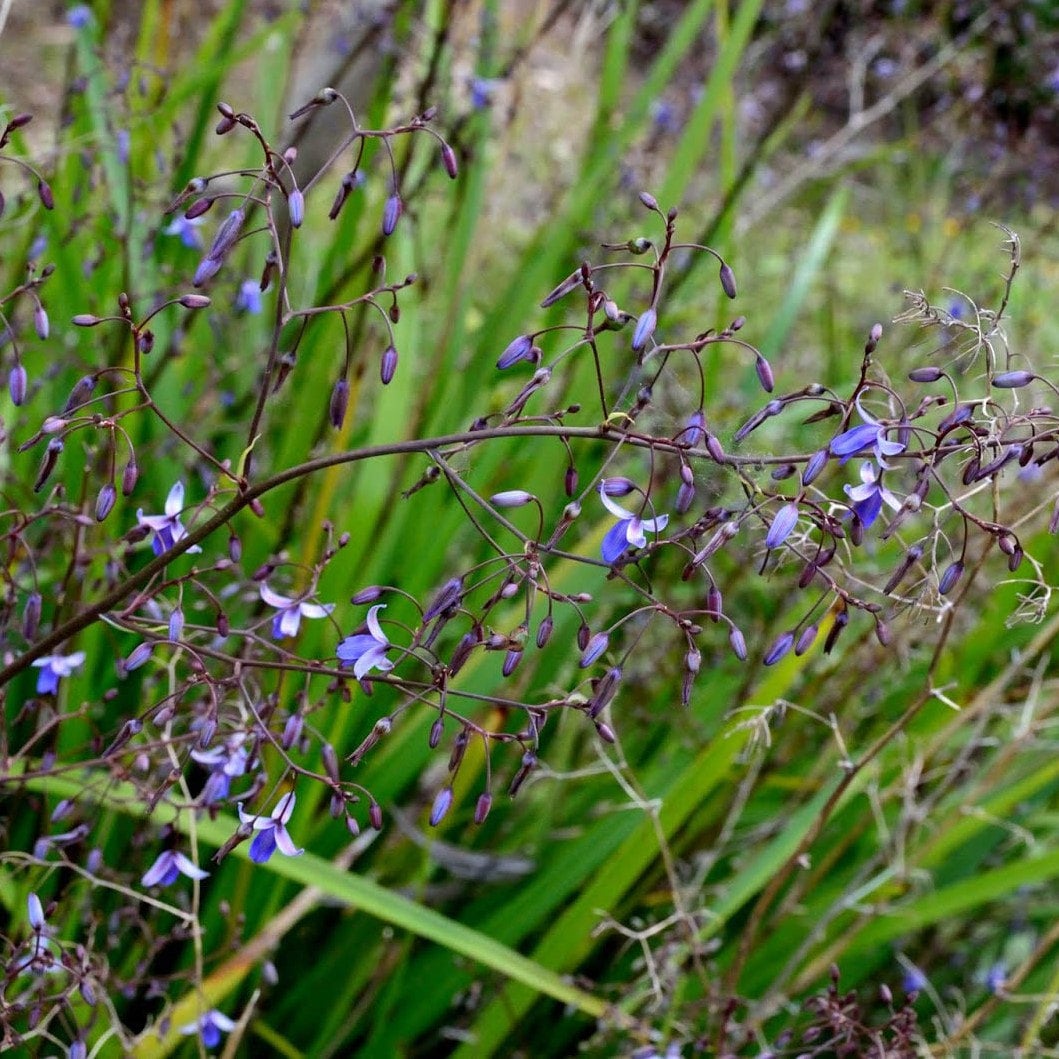 Dianella Longifolia Pale Flax Lily Conservation Collective Native Plant Nursery
